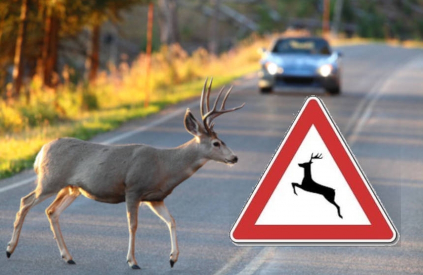 KARLOVAC: Porast broja naleta vozila na divljač, upozorenje vozačima!